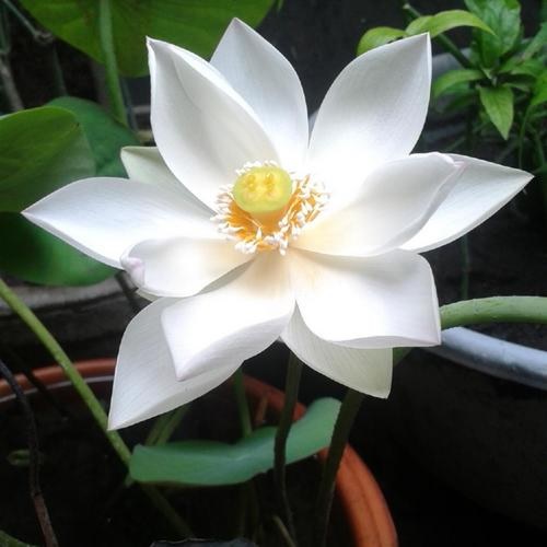 Sacred Water Lily, Lotus Baby Doll