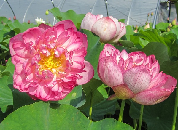 Sacred Water Lily, Lotus Ben Gibson