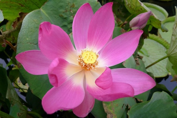 Sacred Water Lily, Lotus Carolina Queen