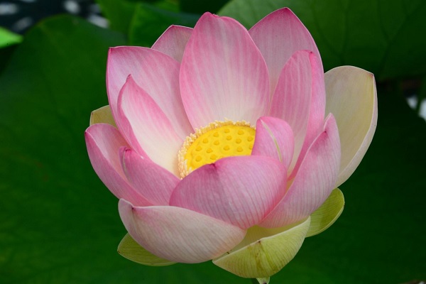 Sacred Water Lily, Lotus Pekinensis Rubra