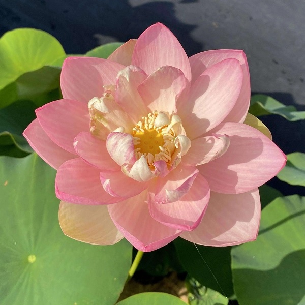 Lotus Perrys Super Star
