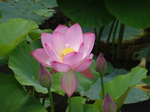 Lotus Red Children
