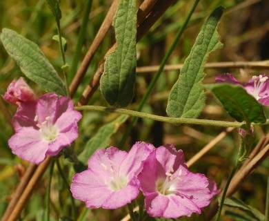 Water Dawnflower