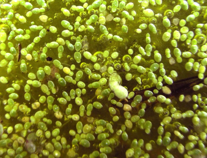 Brazilian Watermeal