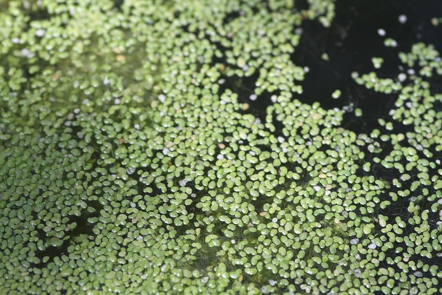Columbian Watermeal