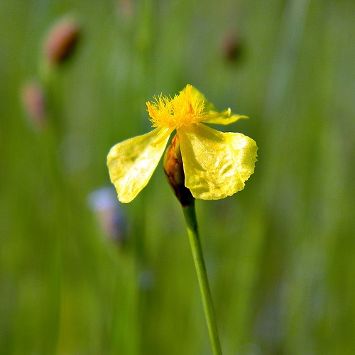 Xyris Species, Bog Yellow-Eyed Grass