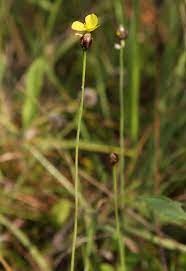 Xyris Species, Curtiss Yellow-Eyed Grass