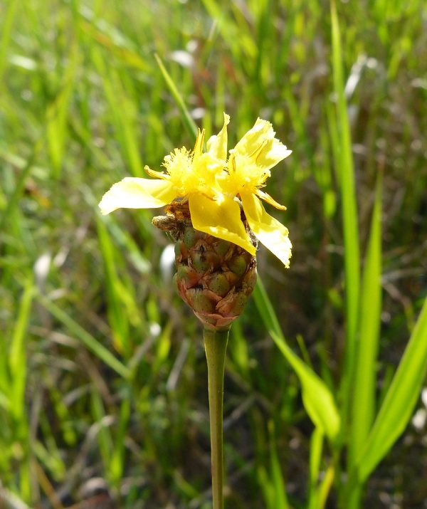 Xyris Species, Smalls Yellow-Eyed Grass