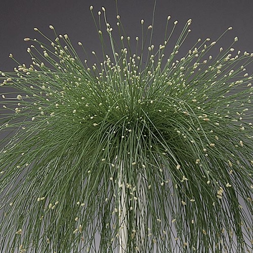 Fiber Optic Grass, Salt Marsh Bulrush Live Wire