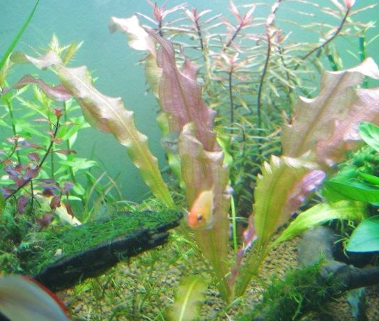 Wavy Swordplant