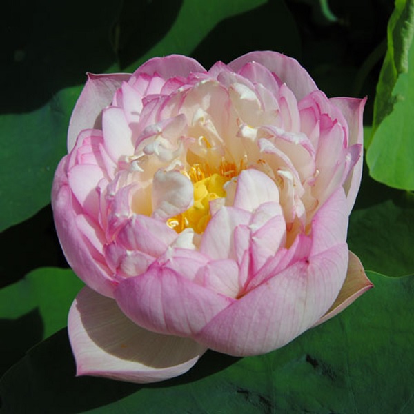 Lotus Birthdays Peach