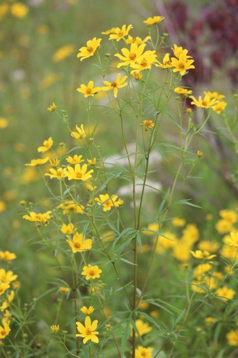 Bidens Species, Crowned Beggarticks, Tall Swamp Marigold