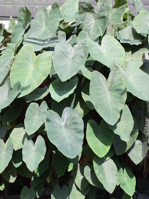Colocasia, Elephant Ear, Taro Royal Hilo