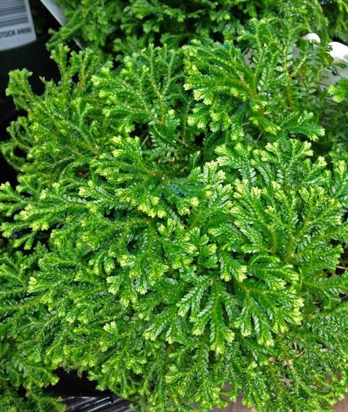Selaginella, Club Moss Spikemoss Casa Flora