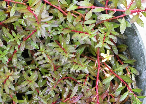 Piedmont Primrose Willow
