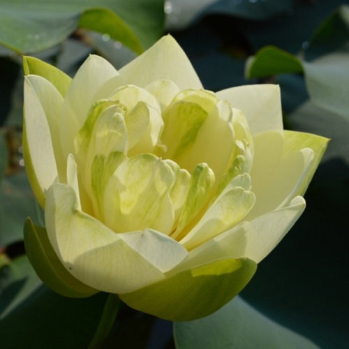 Lotus Penelope