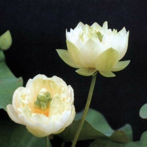 Lotus Spring Bird