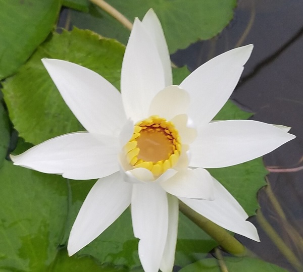 Tropical Night-Blooming Water Lily, Waterlily Brazos White