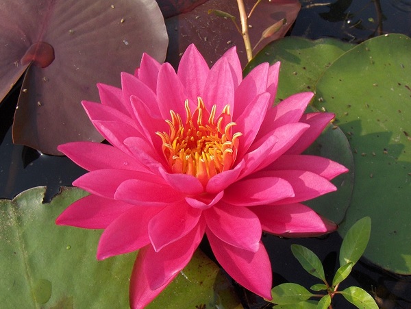 Hardy Water Lily, Waterlily George L. Thomas