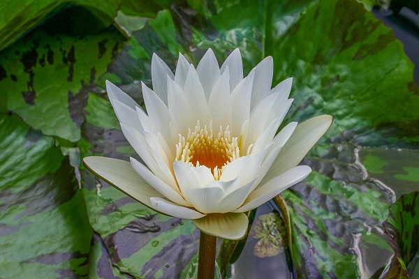 Tropical Day-Blooming Water Lily, Waterlily Innocence
