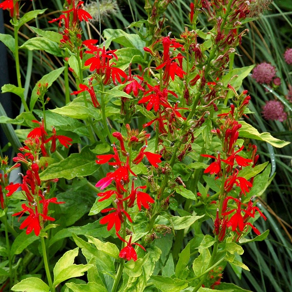 Lobelia, Cardinal Flower Golden Torch