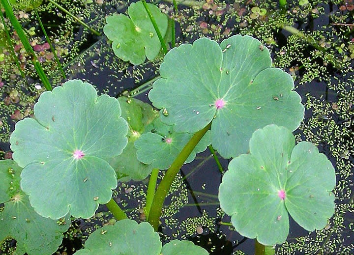 Floating Pennywort, Buttercup Pennywort, Bullseye