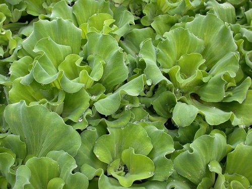 Pleated Water Lettuce Ruffles