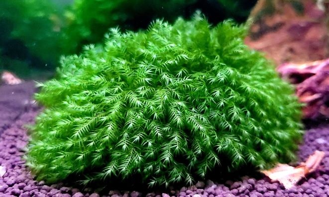 Phoenix Moss, Palm Moss