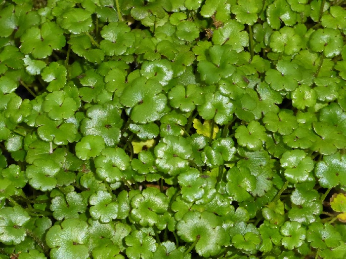 Brazillian Pennywort Nova Zealandiae