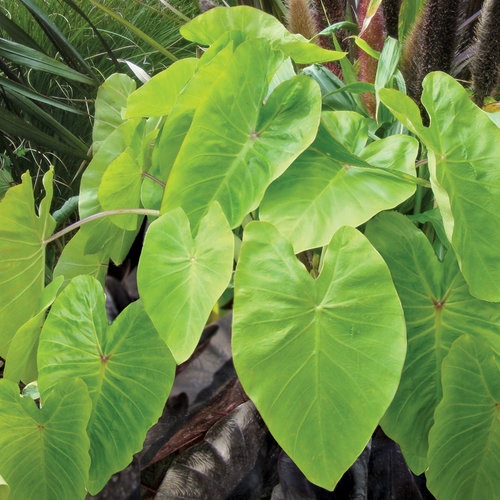 Colocasia, Elephant Ear, Taro Maui Gold