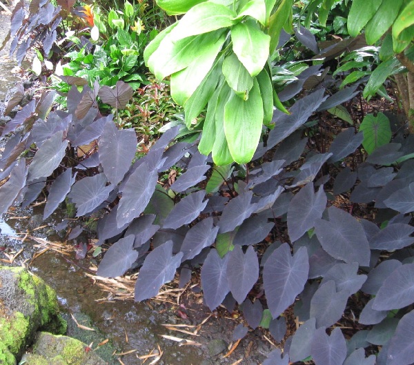 Colocasia, Elephant Ear, Taro Peles Smoke