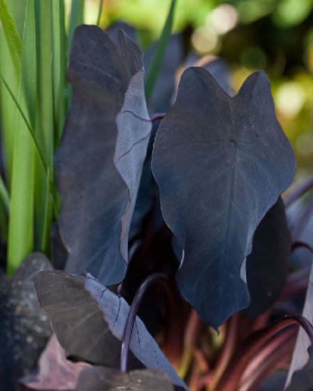 Colocasia, Elephant Ear, Taro Little Black Magic