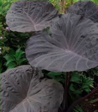 Colocasia, Elephant Ear, Taro Purple Giant
