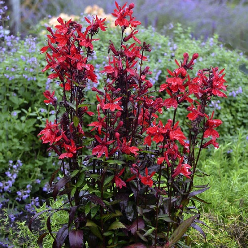 Lobelia, Cardinal Flower Vulcan Red