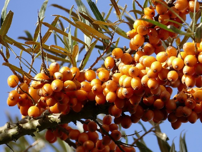 Sea Buckthorn, Sea Berry, Seaberry Leikora