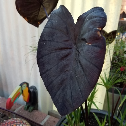 Colocasia, Elephant Ear, Taro Electric Blue Gecko