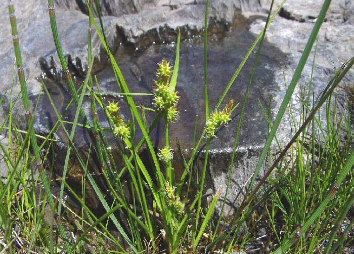 Little Green Sedge