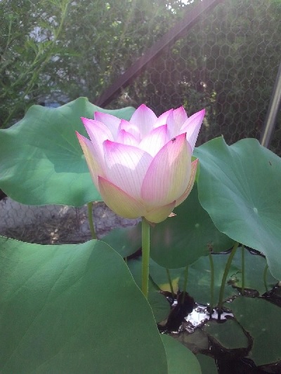 Lotus Wab-a-sabi