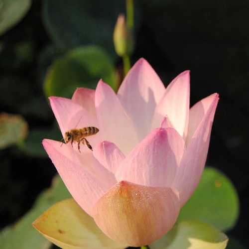 Lotus Beautiful Dancer
