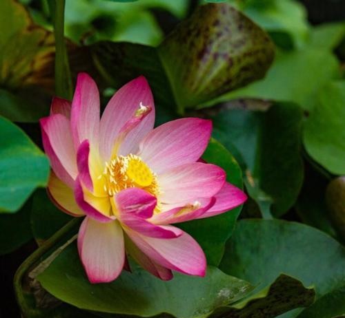 Lotus Pink Pretty Princess Payton