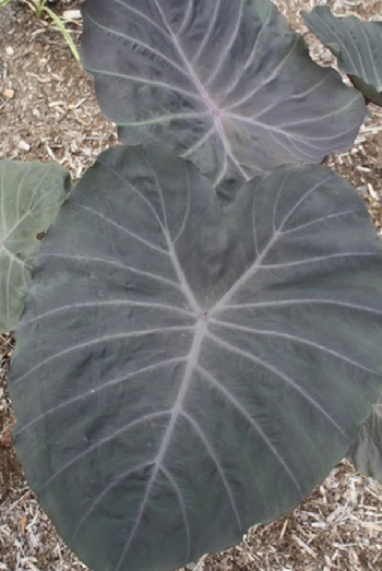 Colocasia, Elephant Ear, Taro Noble Gigante