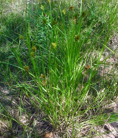 Broom Sedge