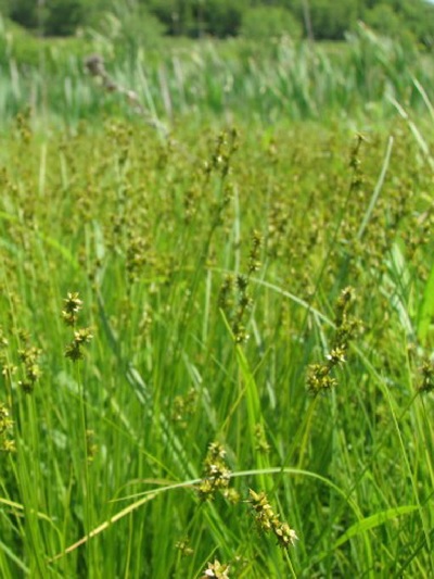 Fan Star Sedge