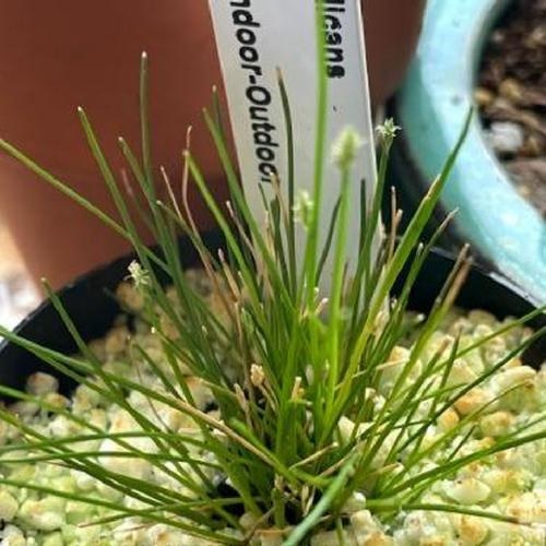 Rooted Spikerush