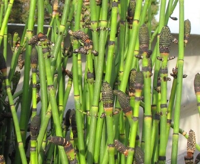 Ferriss Scouring Rush, Ferriss Horsetail