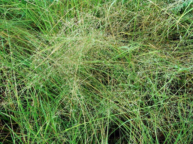 Chihuahuan Lovegrass