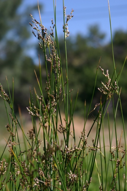 Juncus Species, Baltic Rush, Mountain Rush