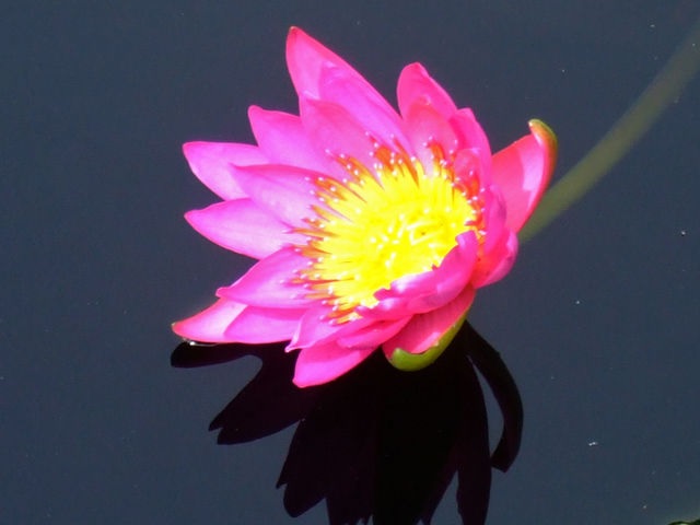 Hardy Water Lily, Waterlily American Beauty