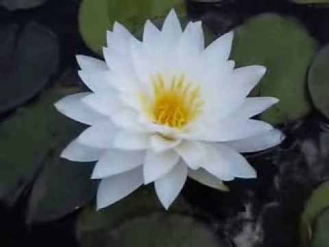 Hardy Water Lily, Waterlily Arcadia