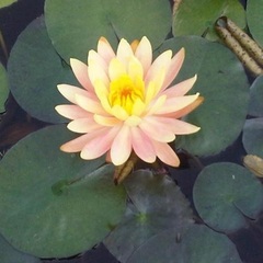 Hardy Water Lily, Waterlily 'Cypriana'